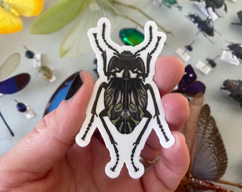 Darkling Beetle (Gyriosomus parvus) Vinyl Insect Sticker 1.75"x3"