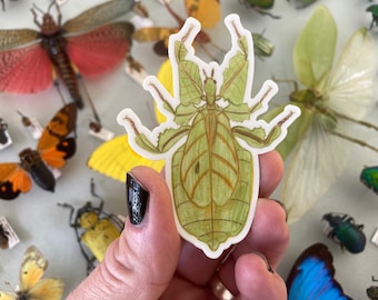 Leaf Insect (Phyllium giganteum) 2.29" x 3" Sticker