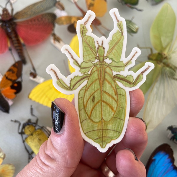 Leaf Insect (Phyllium giganteum) 2.29" x 3" Sticker