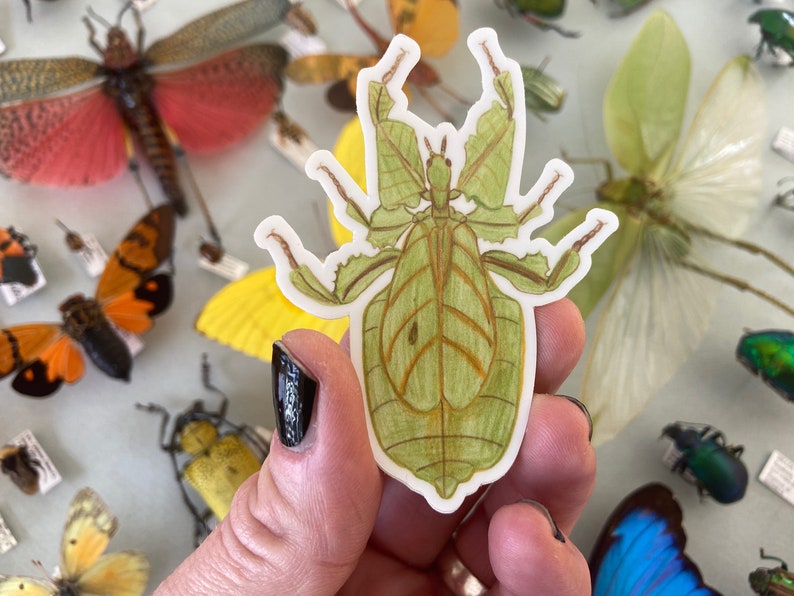 Leaf Insect Phyllium giganteum 2.29 x 3 Sticker image 1