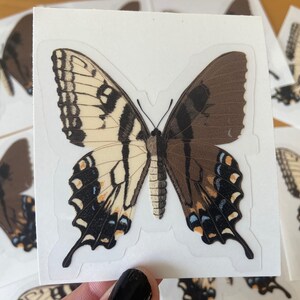 Eastern Swallowtail Papilio glaucus Gynandromorph 2.75 x 3 Clear Sicker image 2