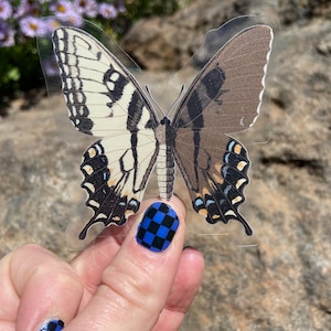 Eastern Swallowtail Papilio glaucus Gynandromorph 2.75 x 3 Clear Sicker image 1