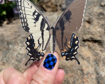 Eastern Swallowtail (Papilio glaucus) Gynandromorph 2.75" x 3" Clear Sicker