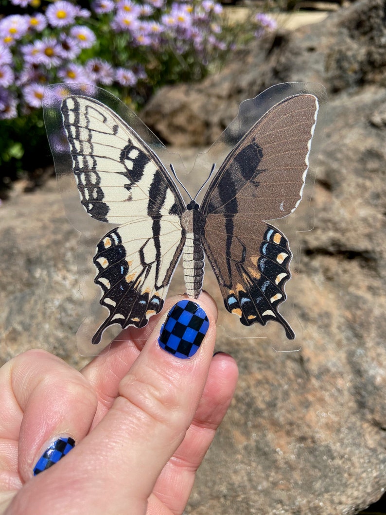 Eastern Swallowtail Papilio glaucus Gynandromorph 2.75 x 3 Clear Sicker image 1