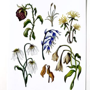 Tote Blumen - Kunstdruck 15x20