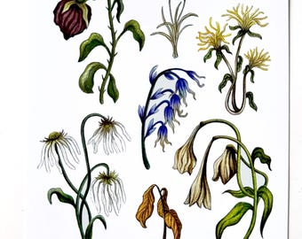 Dead Flowers - art print 6x8