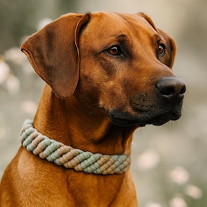Macrame Dog Collar Leash Set | Dog Leash | Collar