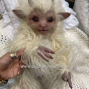 Auf Bestellung - Furry Cuddle Silikon Puppe Satyr Baby Farben Keine Kleidung