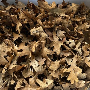 Naturally dried Oak Leaves pesticide Free - leaf litter - bedding for critters 2023