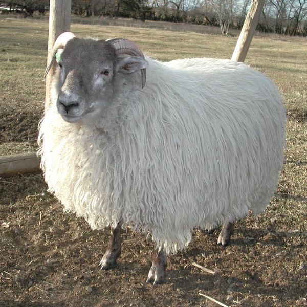 Fleece 4 lbs Greyface adult ewe (Caramel) - finely skirted wool fleece