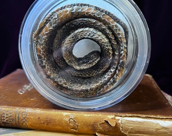 Mummified Snake in glass specimen jar.