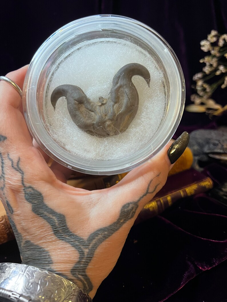 Devil Pod in glass specimen jar. image 2