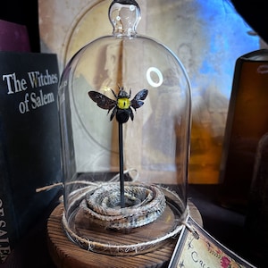 Magical Creatures Cloche