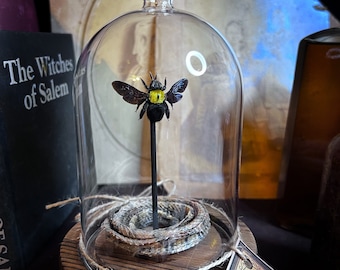 Oddities, Taxidermy, Oddities and Curiosities, Entomology, Carpenter Bee Bell Jar, Insect Cloche, Insect Glass Dome, Snake Dome