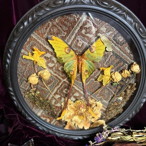 Comet Moth, Entomology Art