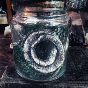 Mummified Snake Specimen in Apothecary Glass / B