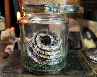Mummified Snake Specimen in Apothecary Glass / B