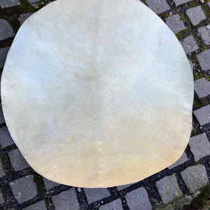 Pode incluir: Uma pele de couro grande, redonda e de cor branco-amarelada. A pele é lisa e parece estar esticada.