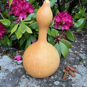 West African Calabash, virgin Gourd ready to be crafted or just as an ornament  Natural Gourd, Craft Calabash Home  Africa