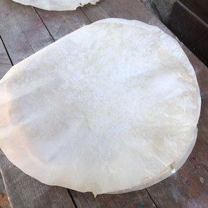 Peut inclure: Une peau de tambour ronde et blanche, prête à être tendue sur un cadre de tambour.