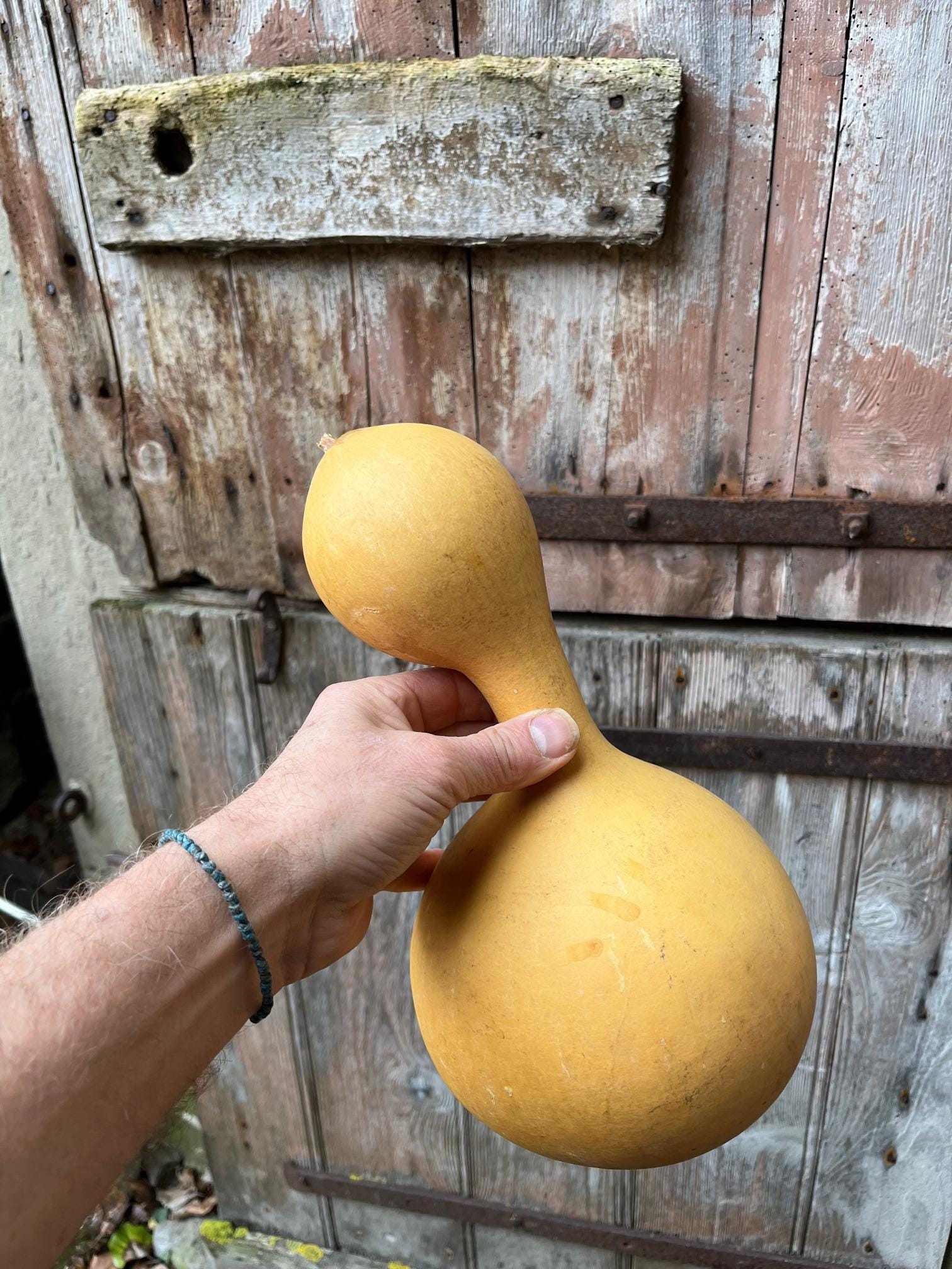 Courge De Bouteille Ou Courge De Calebasse Image stock - Image of
