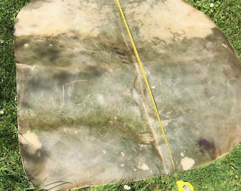 Huge Bufalo hide 48 inch, 123cm, extra thick Buffalo skin for mega mother drum or  shaman drum.