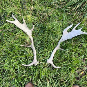 Red Deer Horns from Swiss alpes,  red Deer Antlers, fully grown stag antlers,
