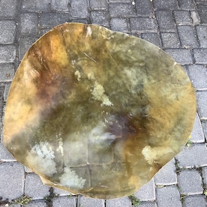 big Horse skin  37inch h37medium thick Golden brown horse raw hide for shaman drum , medicine drum horse rawhide