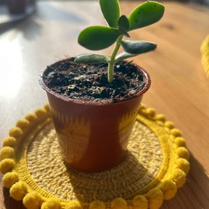 Doily Crassula