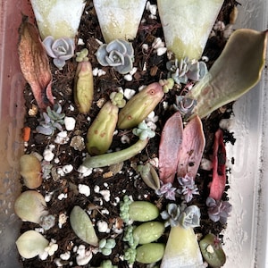 May include: A close-up of a variety of succulent plants in a clear plastic container. The plants are arranged in a cluster, with some leaves overlapping. The soil is a mixture of brown and white, and there are some small white pebbles scattered throughout.