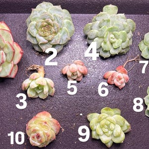 May include: A selection of ten succulent plants, each with distinct shapes and colours, displayed on a dark surface. The succulents vary in colour from green to reddish-pink, highlighting their diverse textures and forms. Perfect for plant lovers.