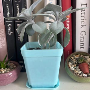 May include: A small succulent plant with silvery-green leaves in a light blue square pot. The pot sits on a matching saucer. Other small potted plants are visible in the background, along with a collection of books.