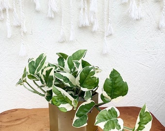 Pothos N'Joy - indoor live plant indirect light - 4" plastic pot