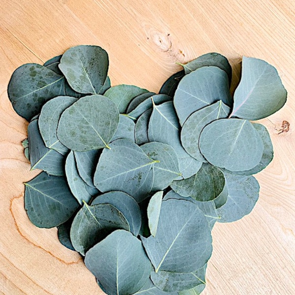 Large Quantity - Silver Dollar - Confetti - Table Scape Picnic Decor - Wedding Charcuterie - Dried Eucalyptus Leaves - 200 leaves