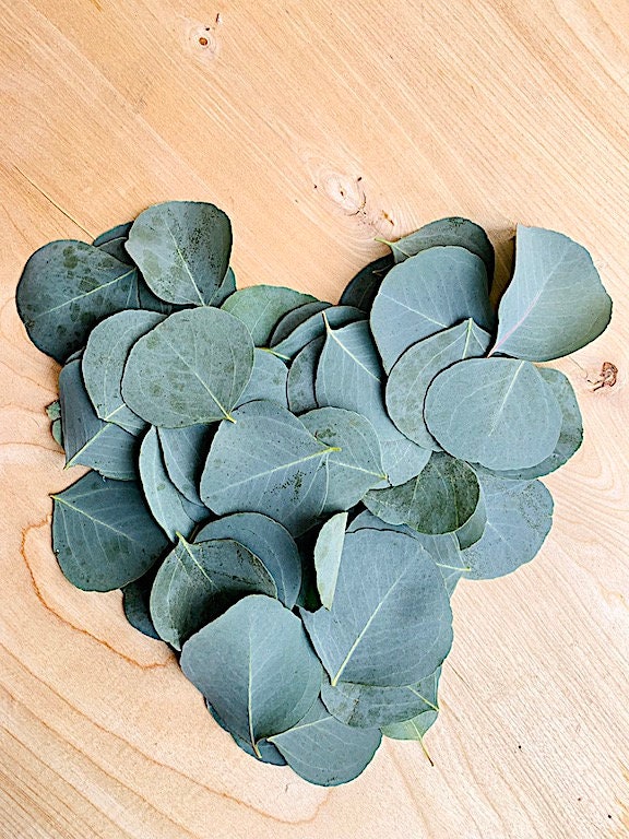 Dried Preserved Eucalyptus Stems, 7-10 Pcs100% Natural Silver Dollar  Leaves, 15-17 Real Fresh Eucalyptus Plant Branches for Wreath,Home,Wedding