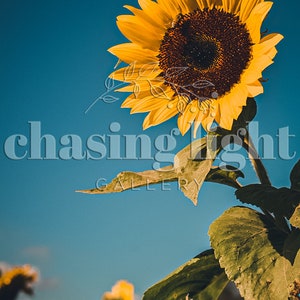 2021 Sunflower No 002, Floral Wall Art, Home Décor, Botanical Art, Moody Florals, Floral Photography, Flower Photography, Sunflowers image 4