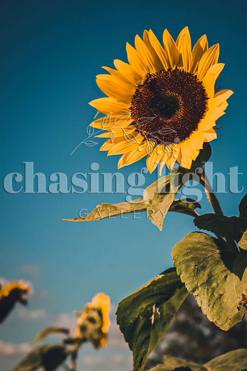 2021 Sunflower No 002, Floral Wall Art, Home Décor, Botanical Art, Moody Florals, Floral Photography, Flower Photography, Sunflowers image 4