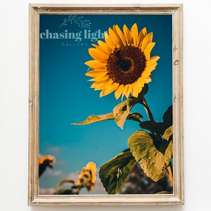 2021 Sunflower No 002, Floral Wall Art, Home Décor, Botanical Art, Moody Florals, Floral Photography, Flower Photography, Sunflowers image 1