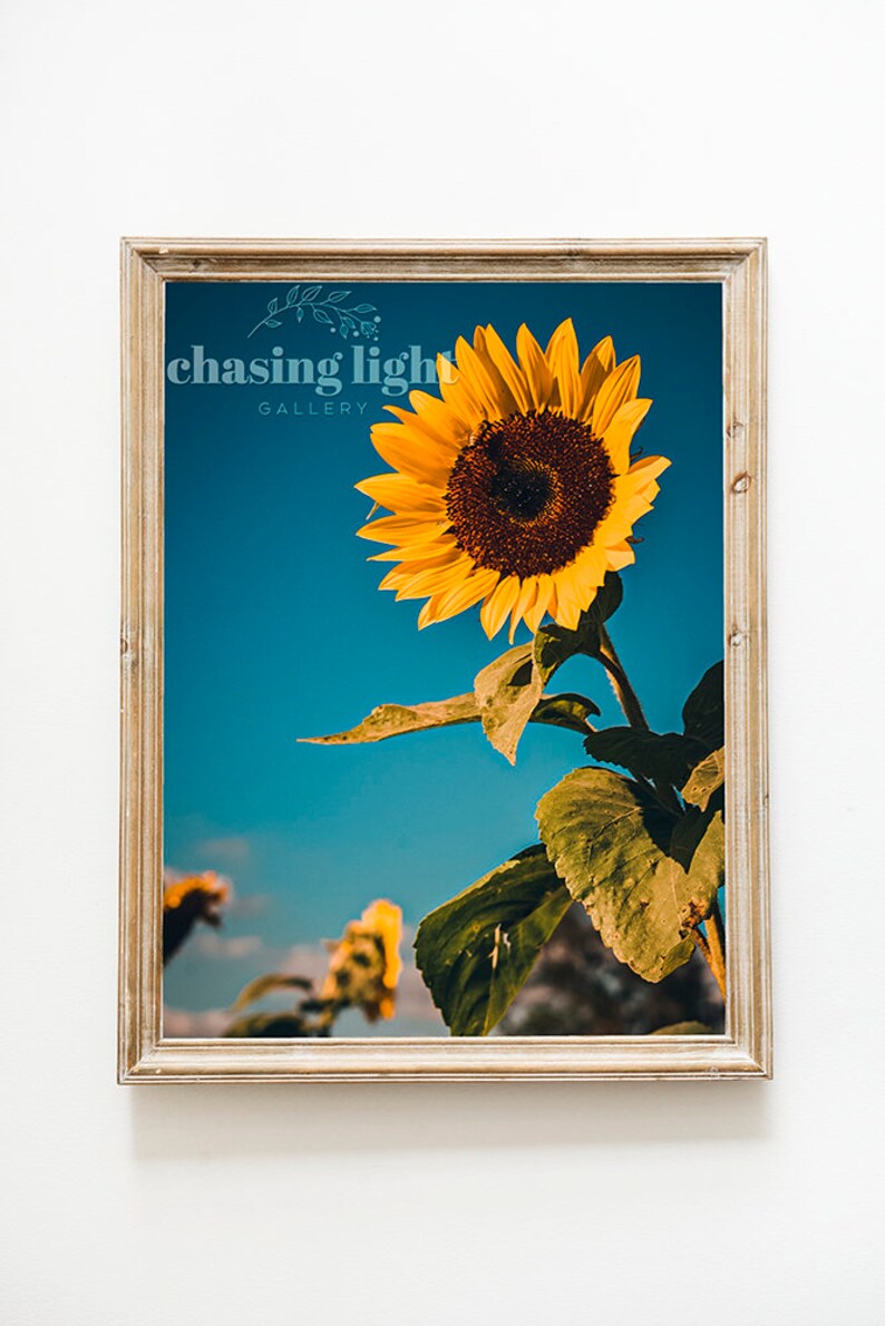 2021 Sunflower No 002, Floral Wall Art, Home Décor, Botanical Art, Moody Florals, Floral Photography, Flower Photography, Sunflowers image 1