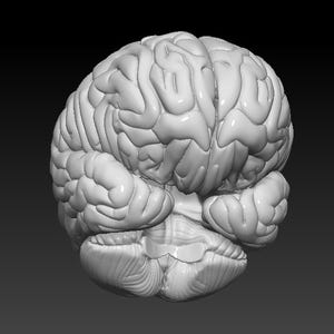 Op de afbeelding: Een gedetailleerd anatomisch model van een menselijk brein, dat de ingewikkelde plooien en windingen van de hersenschors laat zien.