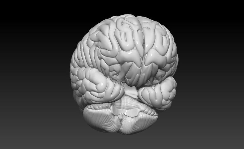 Op de afbeelding: Een gedetailleerd anatomisch model van een menselijk brein, dat de ingewikkelde plooien en windingen van de hersenschors laat zien.