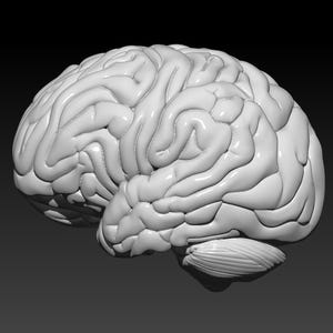 3D Brain STL File, Brain Printing With 3D Printer, Brain 3D Print File, Digital Dowload, Ready To Print, Human Brain STL,
