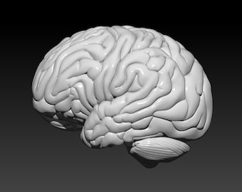 Plik STL mózgu 3D, drukowanie mózgu za pomocą drukarki 3D, plik do druku mózgu 3D, pobieranie cyfrowe, gotowy do druku, mózg człowieka STL,
