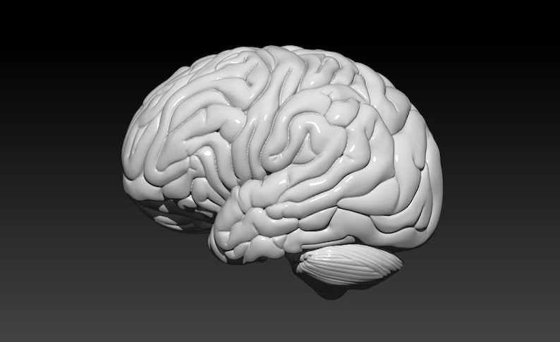 Op de afbeelding: Een gedetailleerd 3D-model van een menselijk brein, gerenderd in lichtgrijs. Het model toont de ingewikkelde plooien en windingen van het oppervlak van de hersenen.