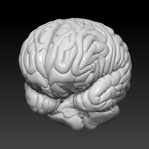 Op de afbeelding: Een gedetailleerd anatomisch model van een menselijk brein, dat de ingewikkelde plooien en windingen van de hersenschors laat zien.