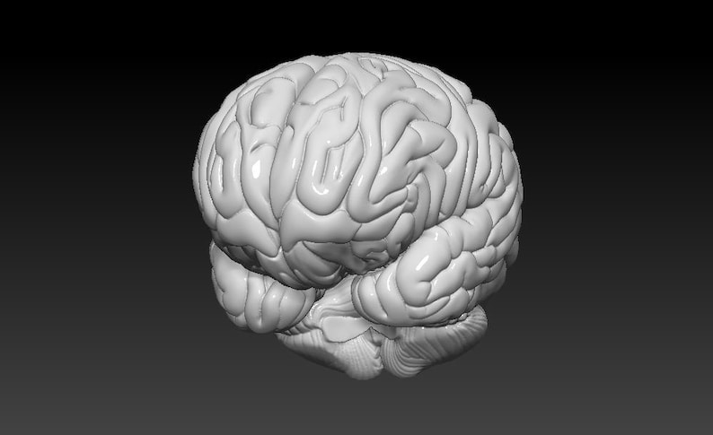 Op de afbeelding: Een gedetailleerd anatomisch model van een menselijk brein, dat de ingewikkelde plooien en windingen van de hersenschors laat zien.
