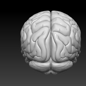 Op de afbeelding: Een gedetailleerd anatomisch model van een menselijk brein, dat de ingewikkelde plooien en windingen van de hersenschors laat zien.