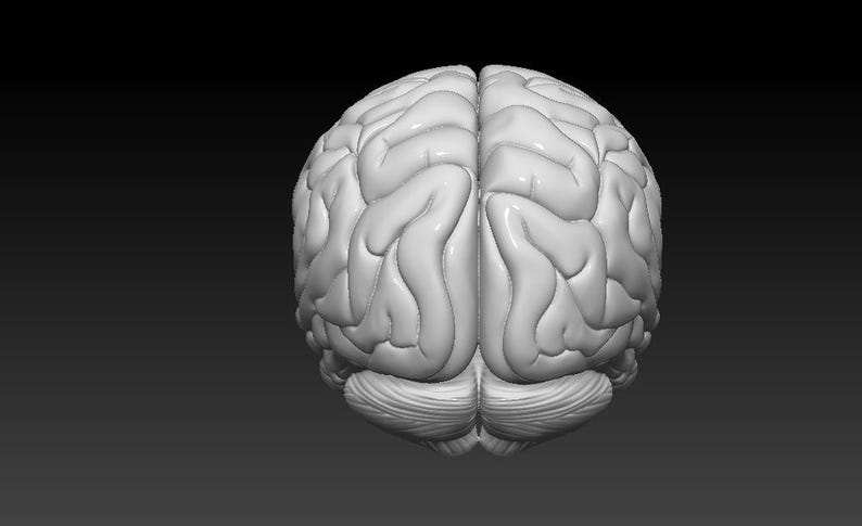 Op de afbeelding: Een gedetailleerd anatomisch model van een menselijk brein, dat de ingewikkelde plooien en windingen van de hersenschors laat zien.