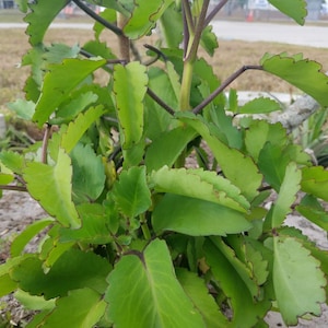neem oil cold pressed for plants Organic Neem Oil