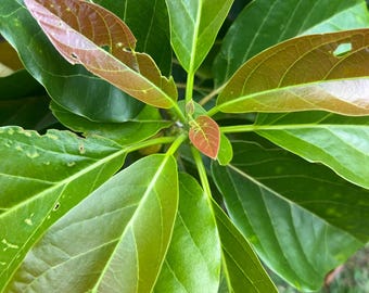Avocado leaves - Home grown organic